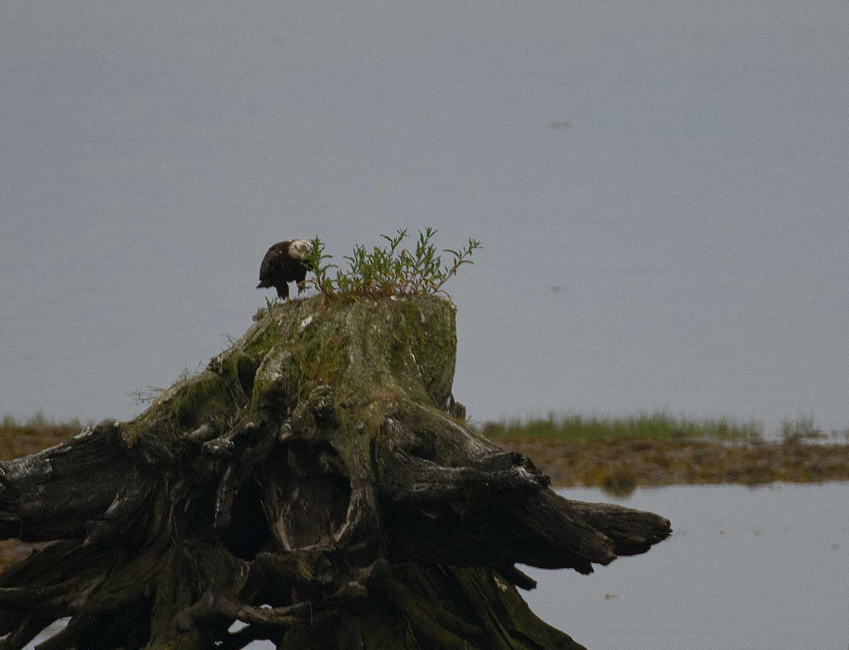 Bald Eagle - ML620775936