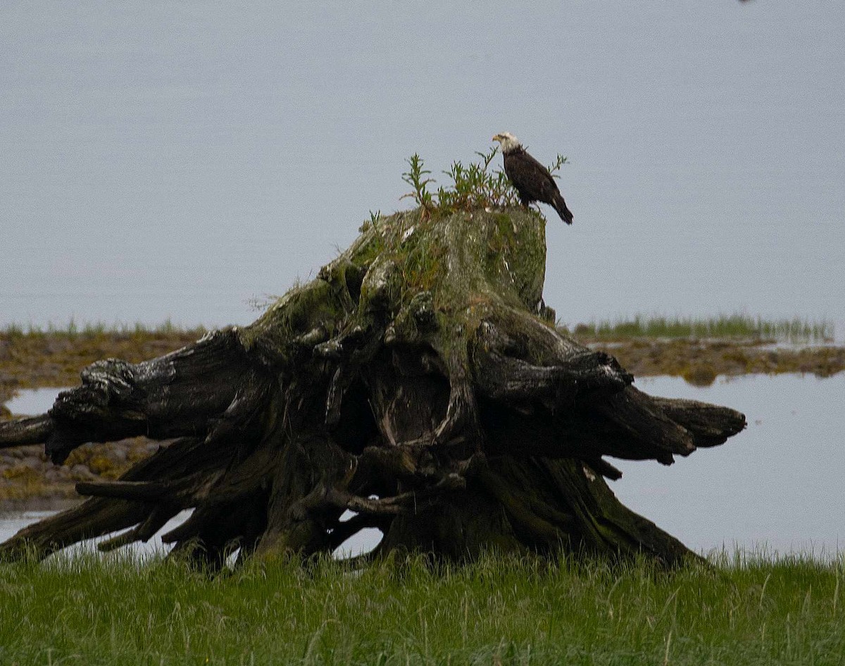 Bald Eagle - ML620775937