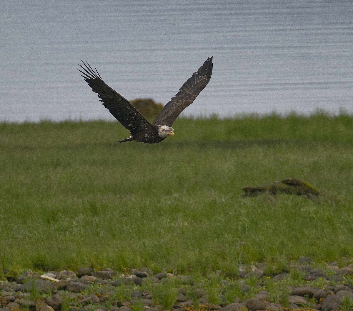 Bald Eagle - ML620775939