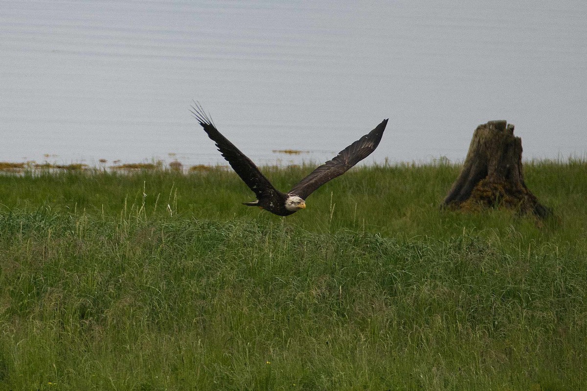 Weißkopf-Seeadler - ML620775940