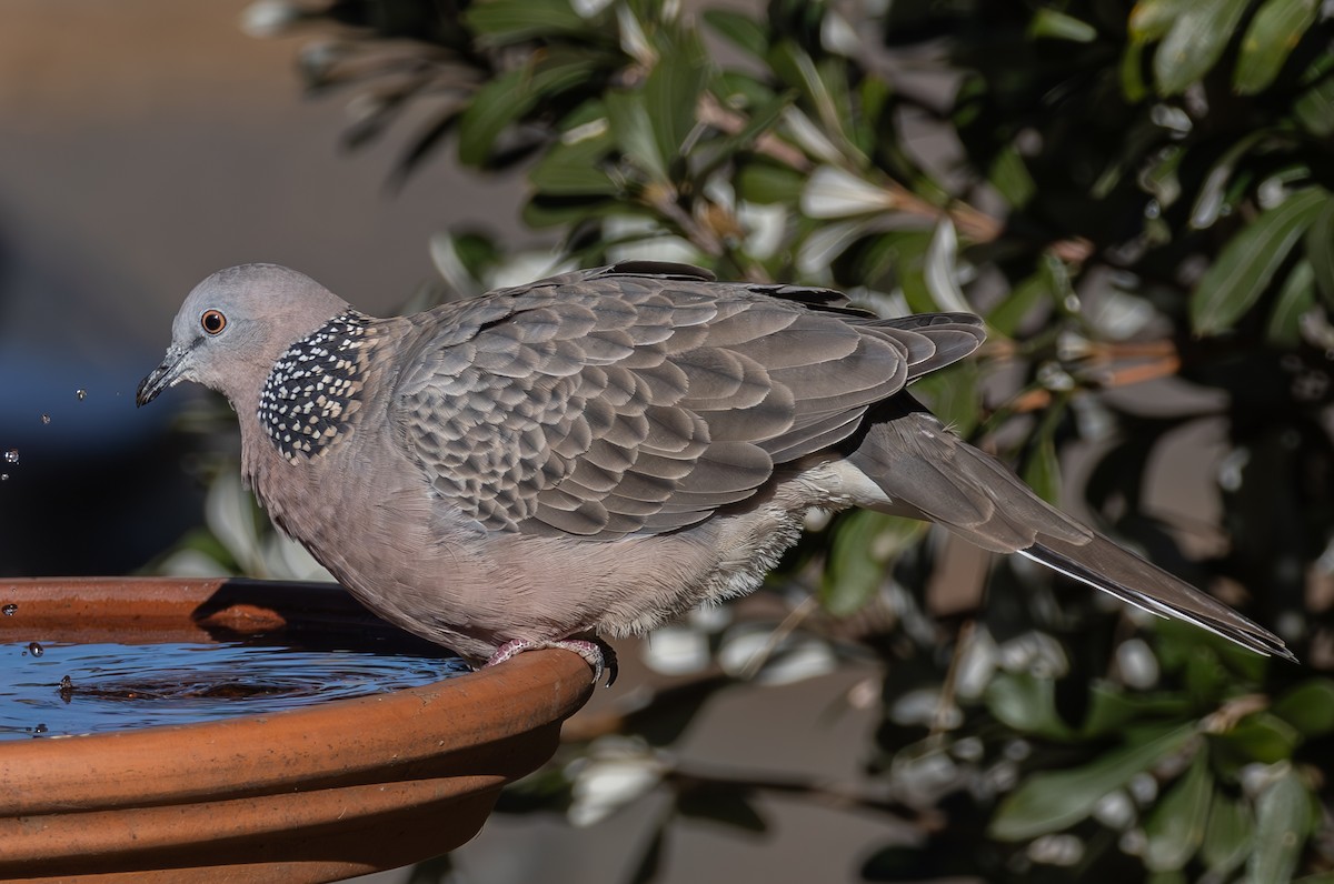 Spotted Dove - ML620775942