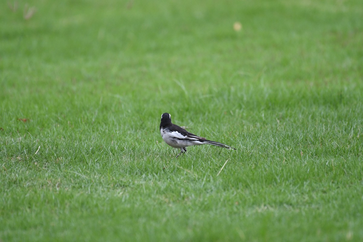 White-browed Wagtail - Ali Hyder