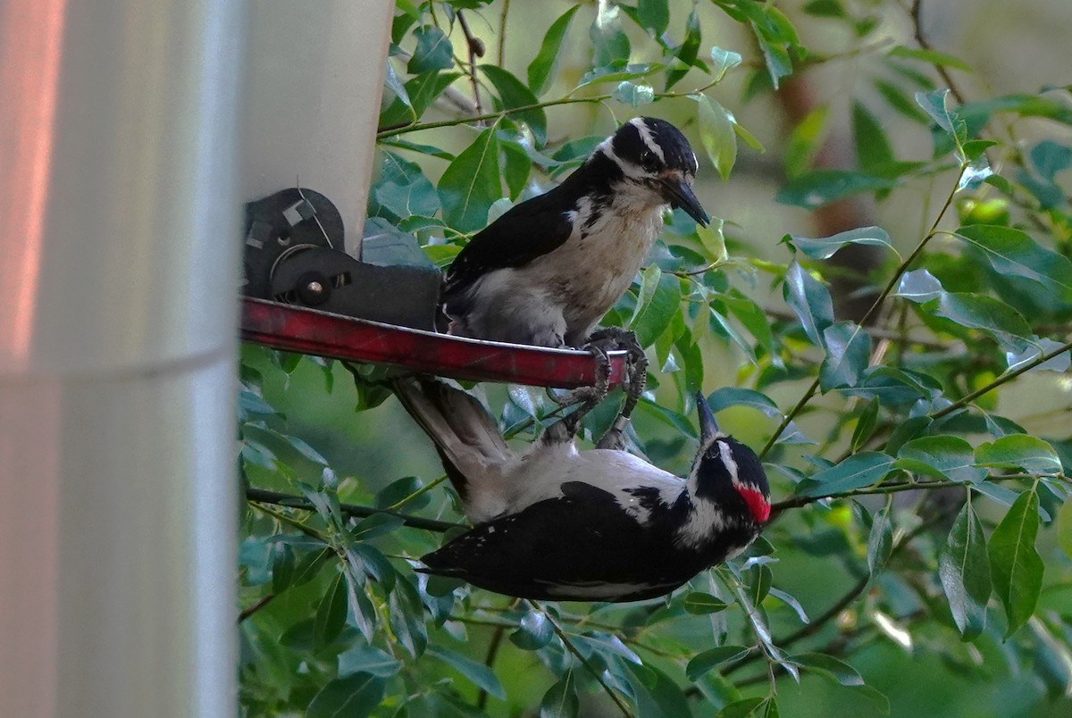 Hairy Woodpecker - ML620775945