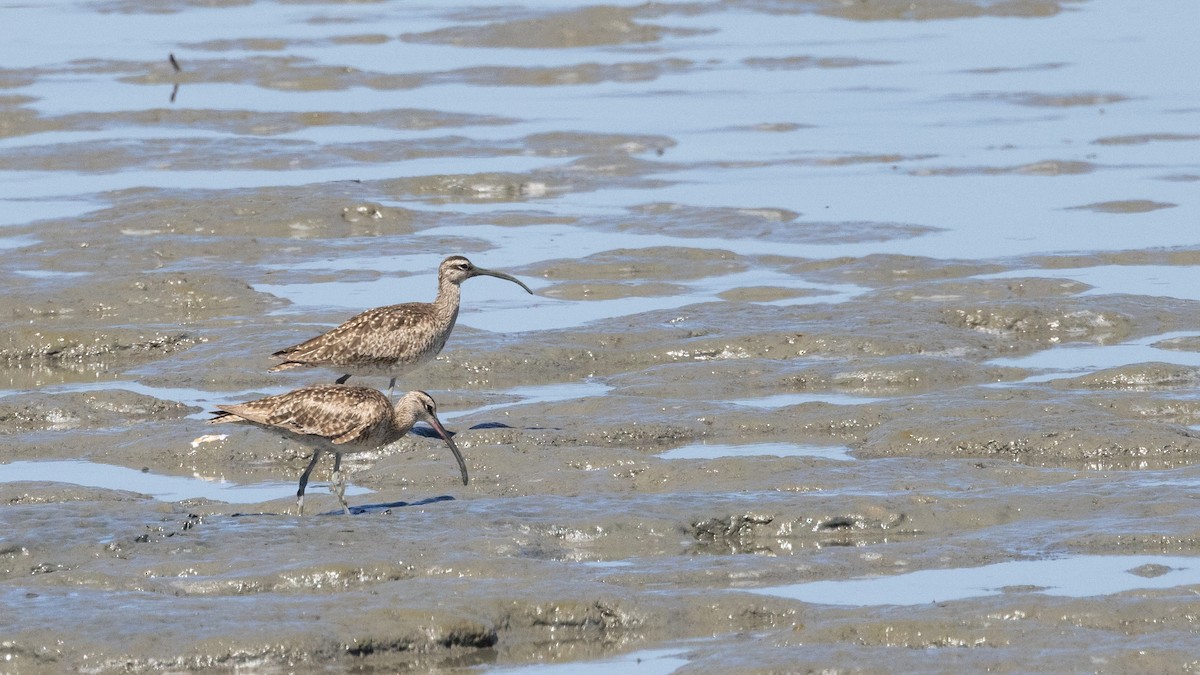 Regenbrachvogel - ML620775946