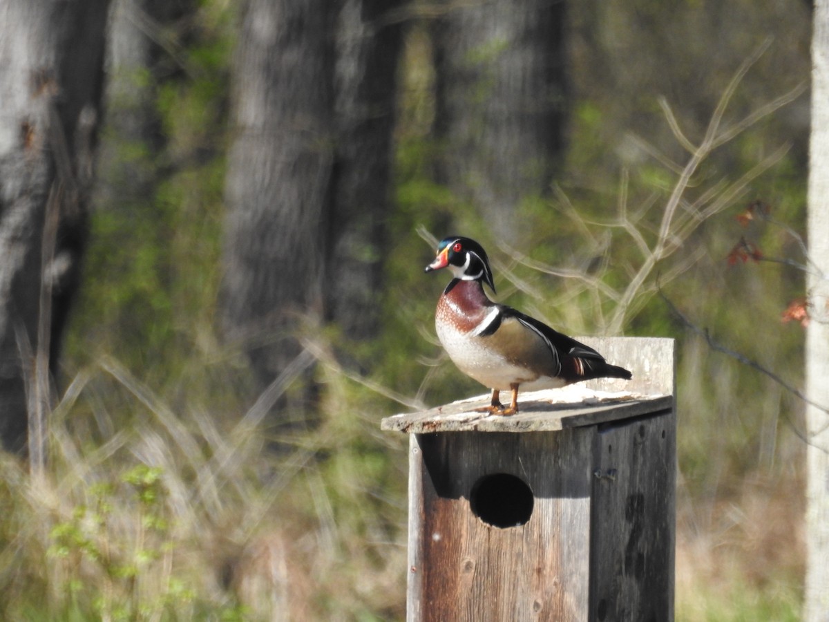 Wood Duck - ML620775947