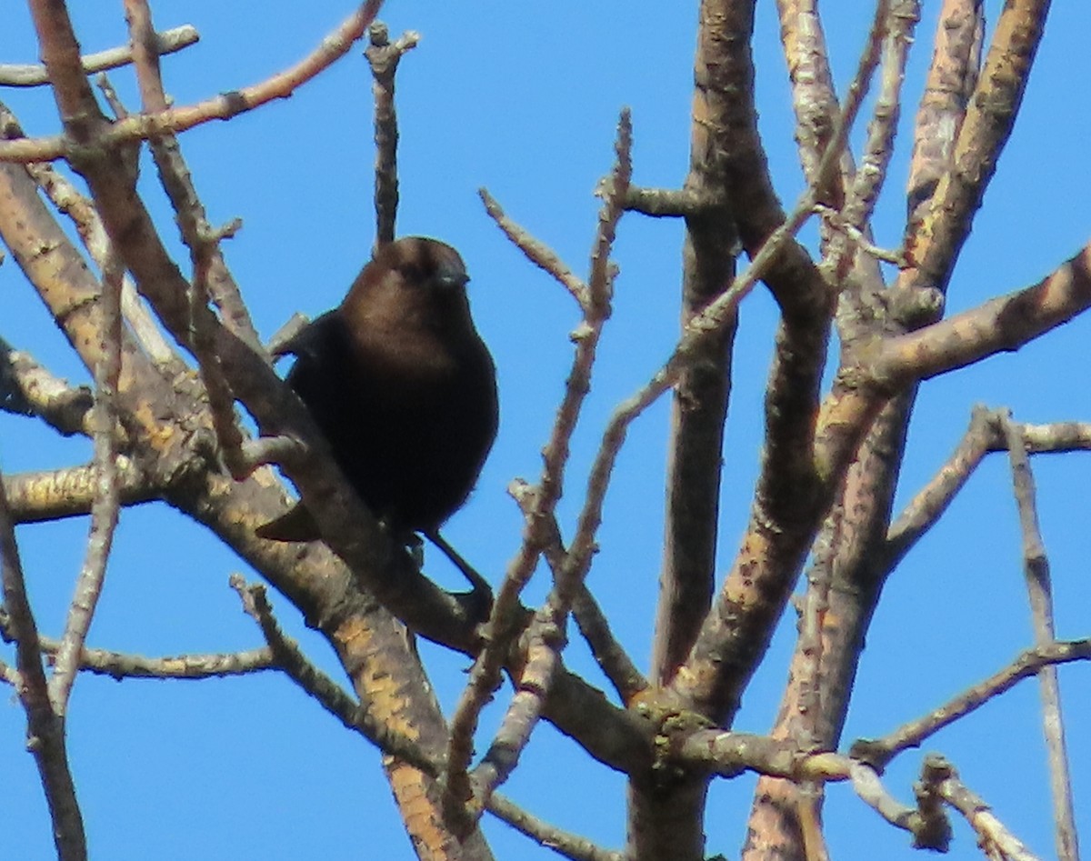 Brown-headed Cowbird - ML620775948