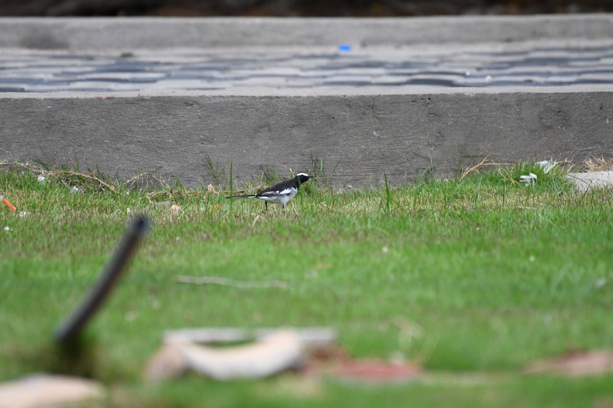 White-browed Wagtail - ML620775950