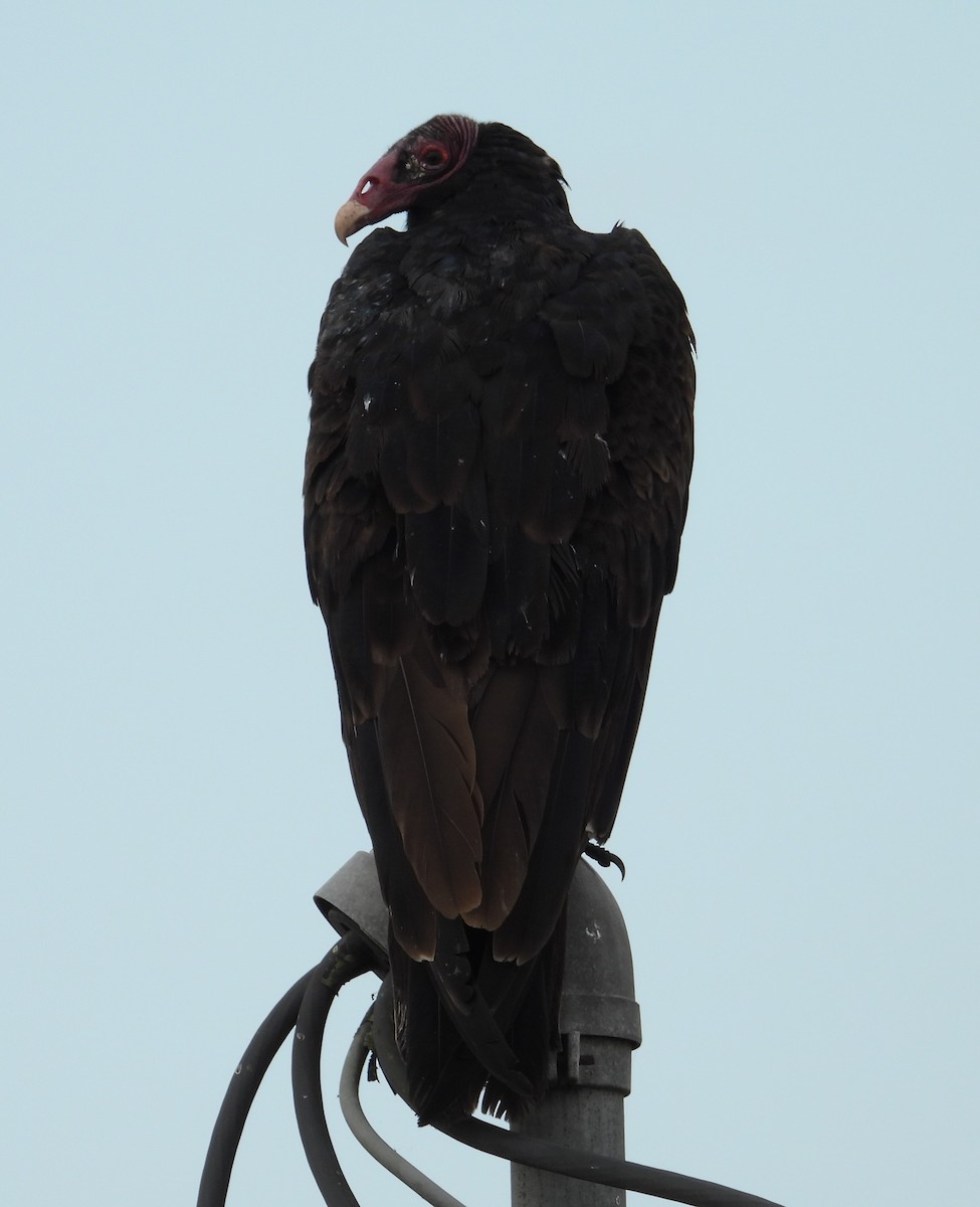 Turkey Vulture - ML620775951