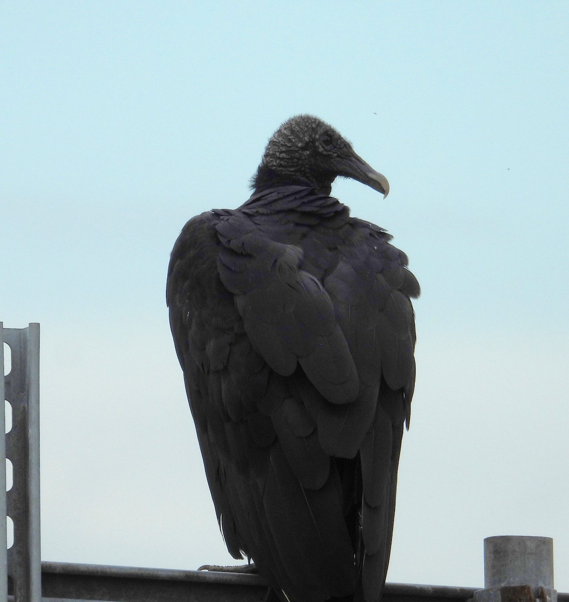 Black Vulture - ML620775953