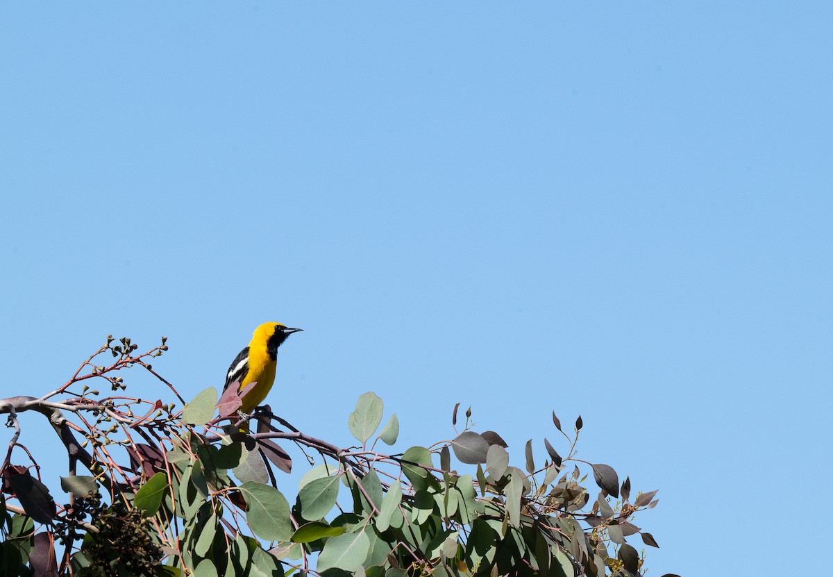 Oriole masqué - ML620775955