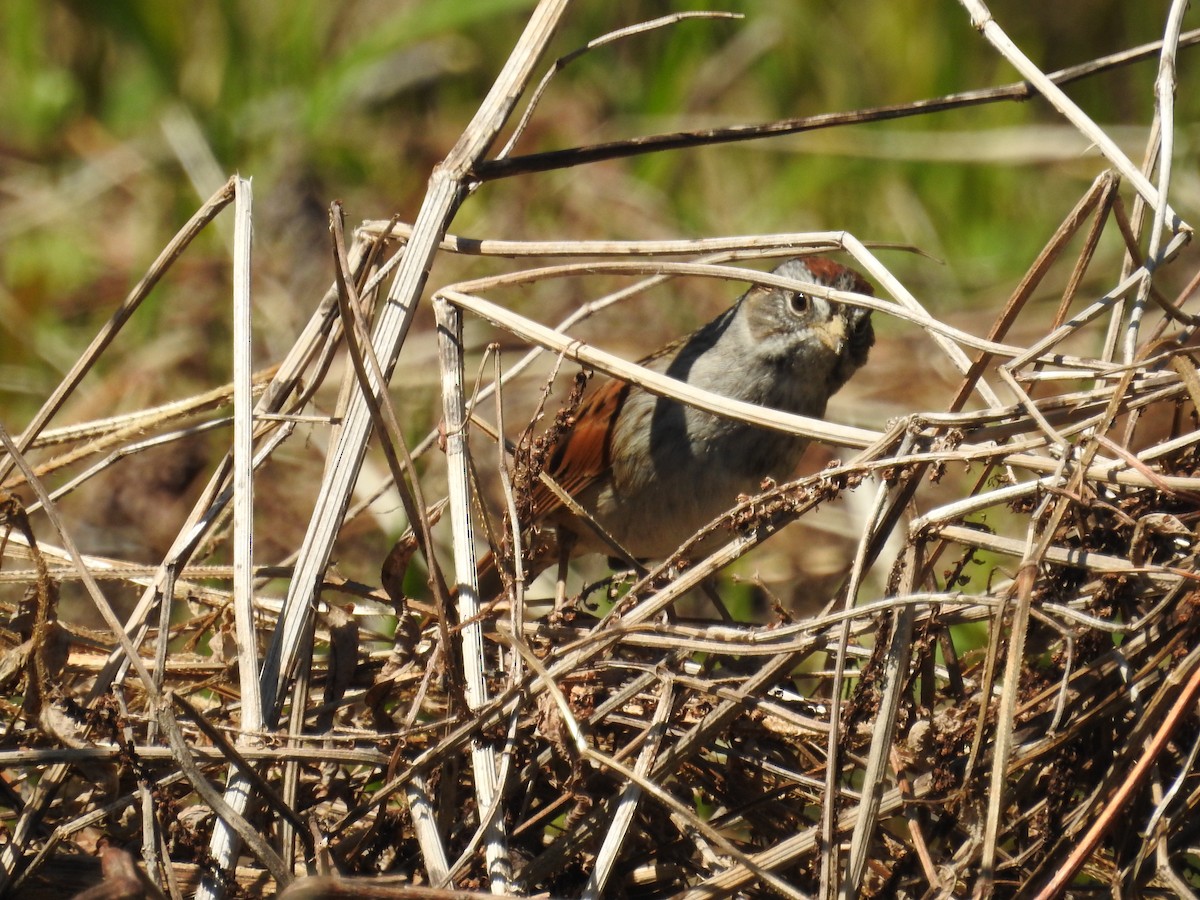 Swamp Sparrow - ML620775956