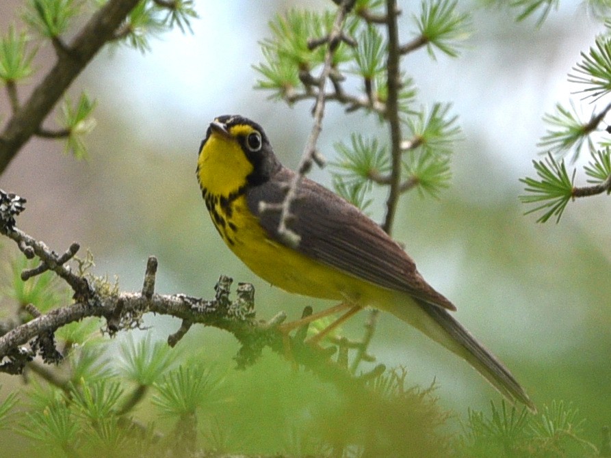 Canada Warbler - ML620775957