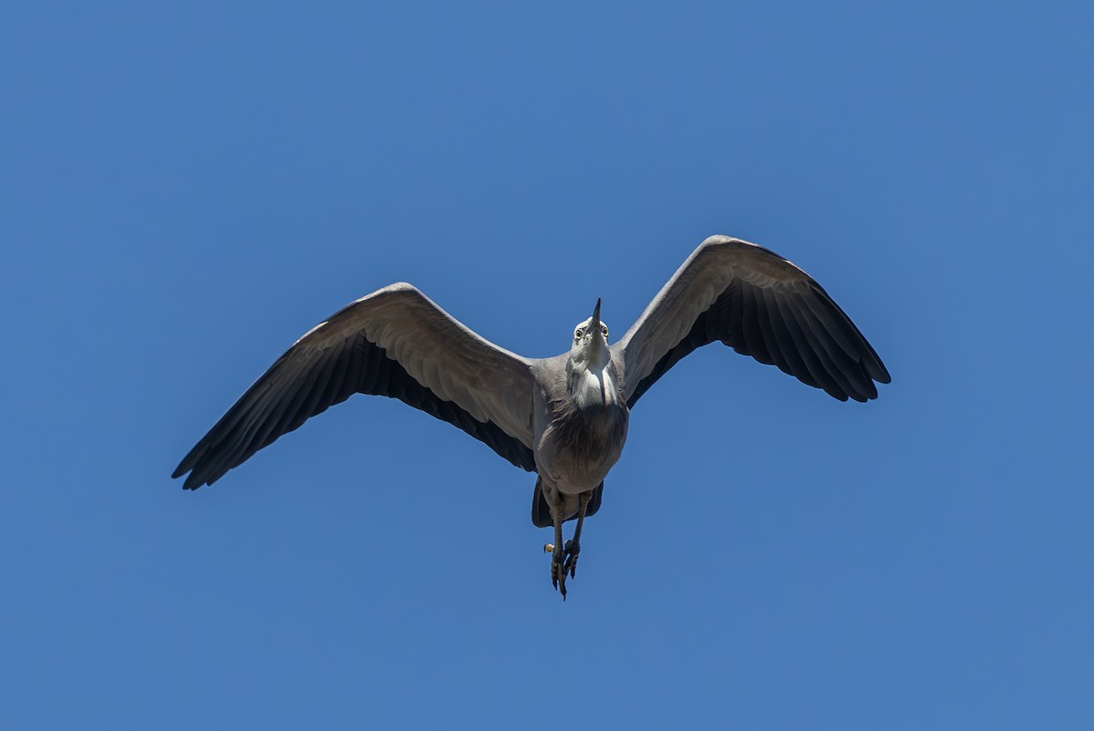 White-faced Heron - ML620775958