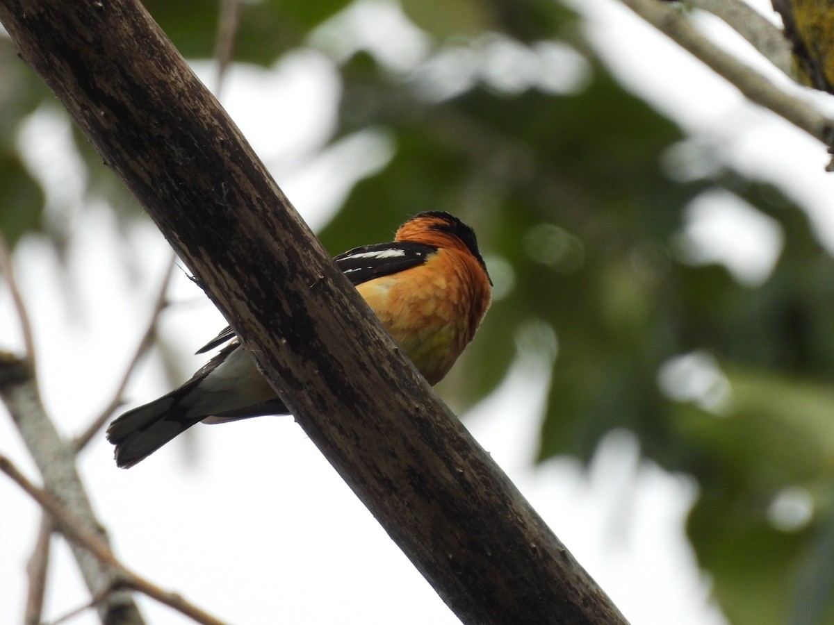 Black-headed Grosbeak - ML620775960