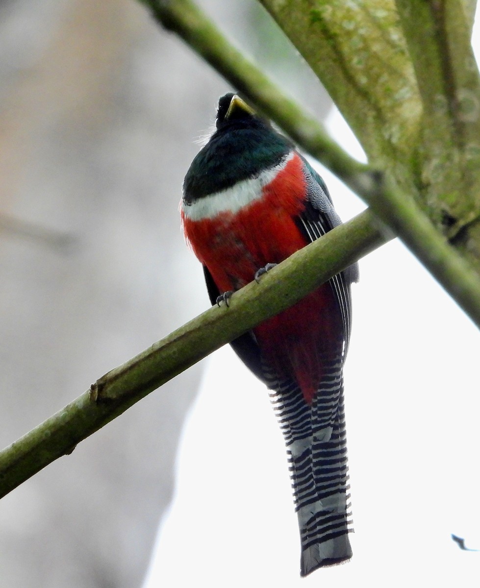 Collared Trogon - ML620775961