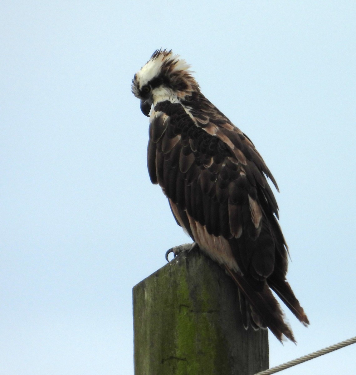 Osprey - ML620775962