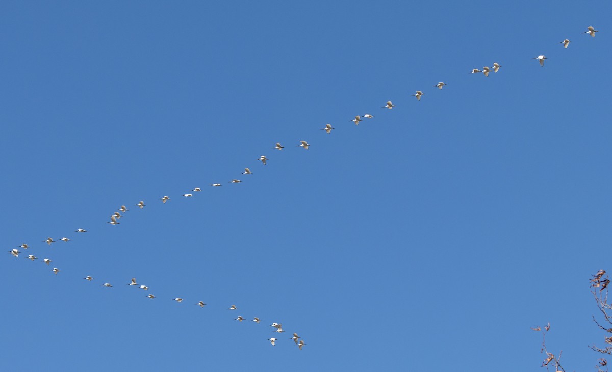 Australian Ibis - ML620775963