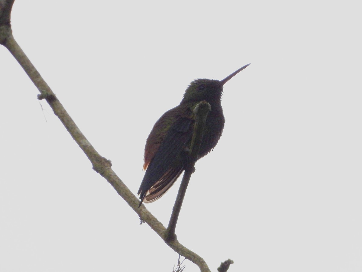 Copper-rumped Hummingbird - ML620775964