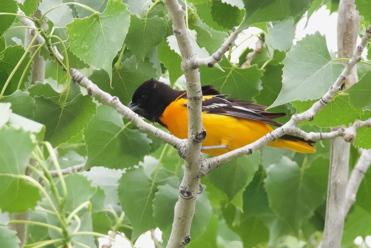 Baltimore Oriole - ML620775965