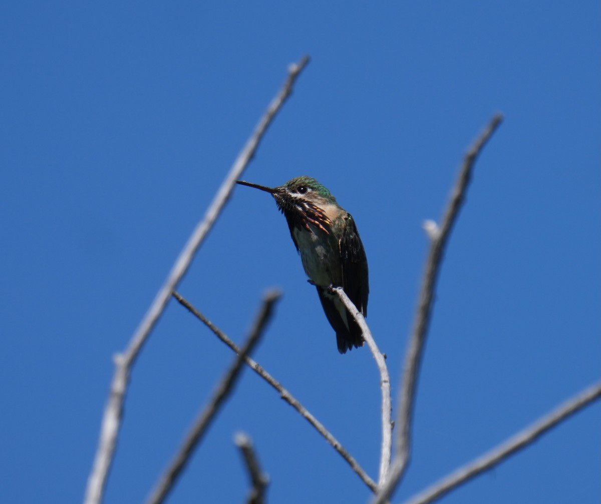 Calliope Hummingbird - ML620775969