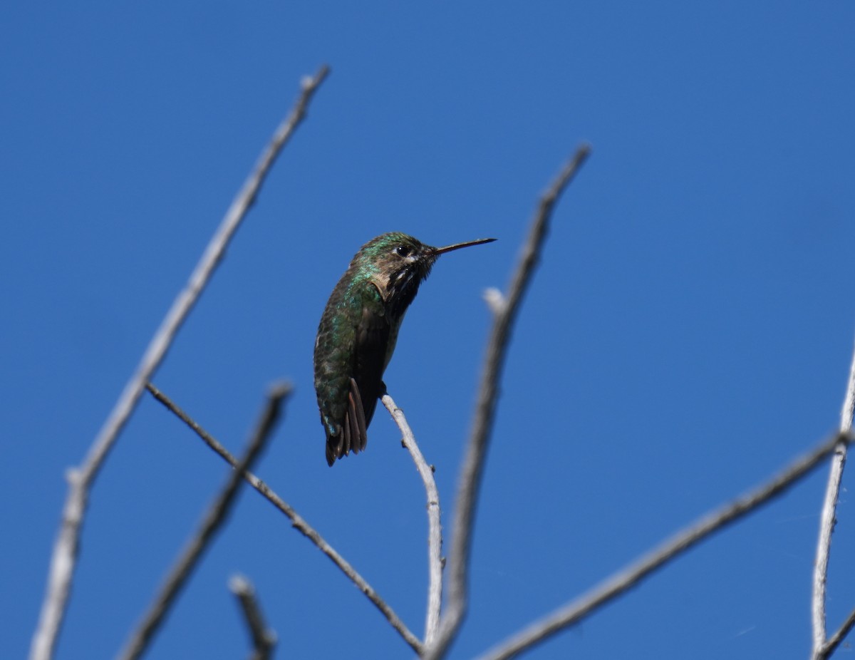 Colibrí Calíope - ML620775970