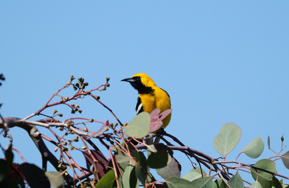 Oriole masqué - ML620775971