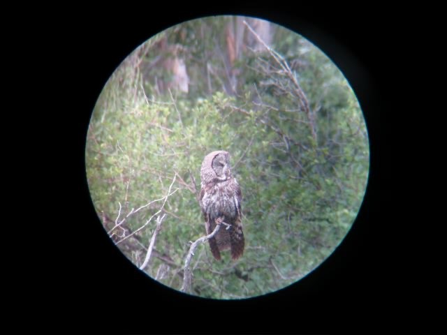 Great Gray Owl - ML620775973