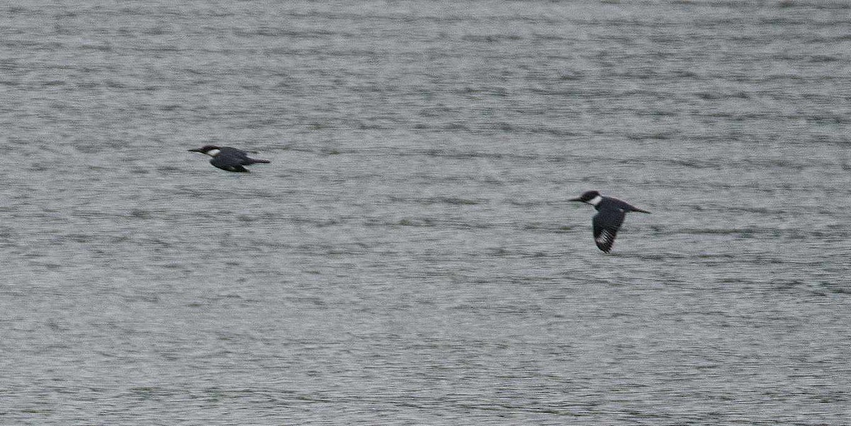 Belted Kingfisher - ML620775974