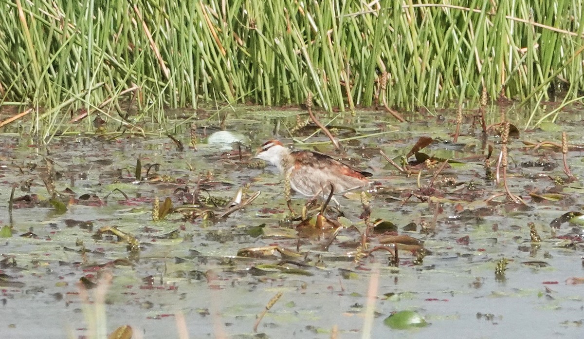 Lesser Jacana - ML620775977