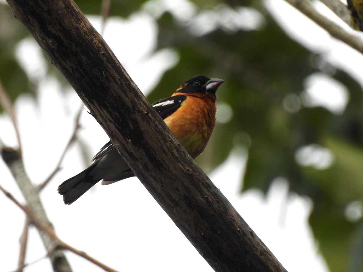 Black-headed Grosbeak - ML620775978