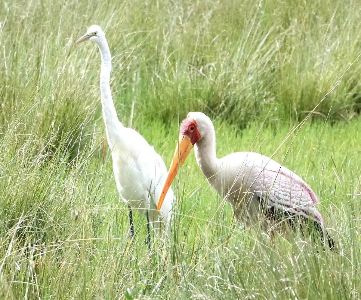 Yellow-billed Stork - ML620775980