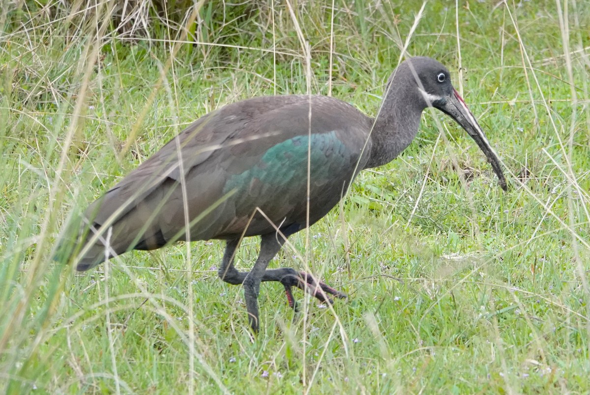 Ibis hagedash - ML620775983