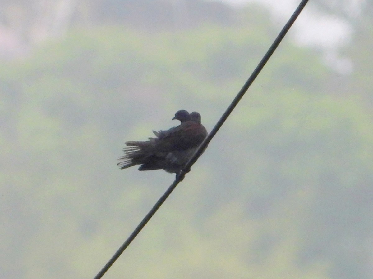 Ruddy Pigeon - ML620775984