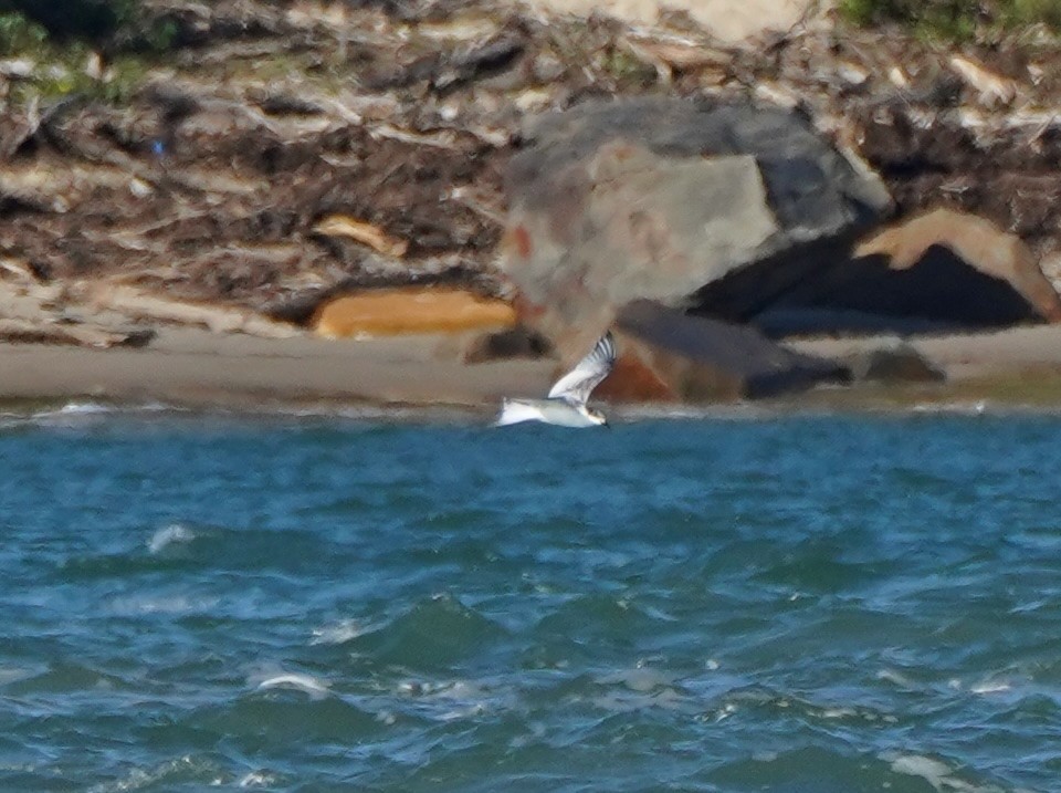 White-fronted Tern - ML620775985