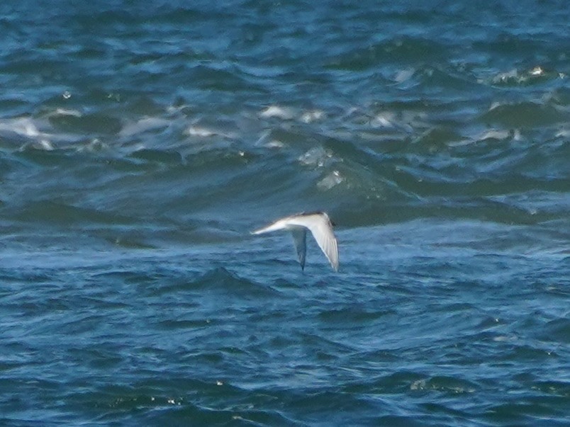 White-fronted Tern - ML620775987