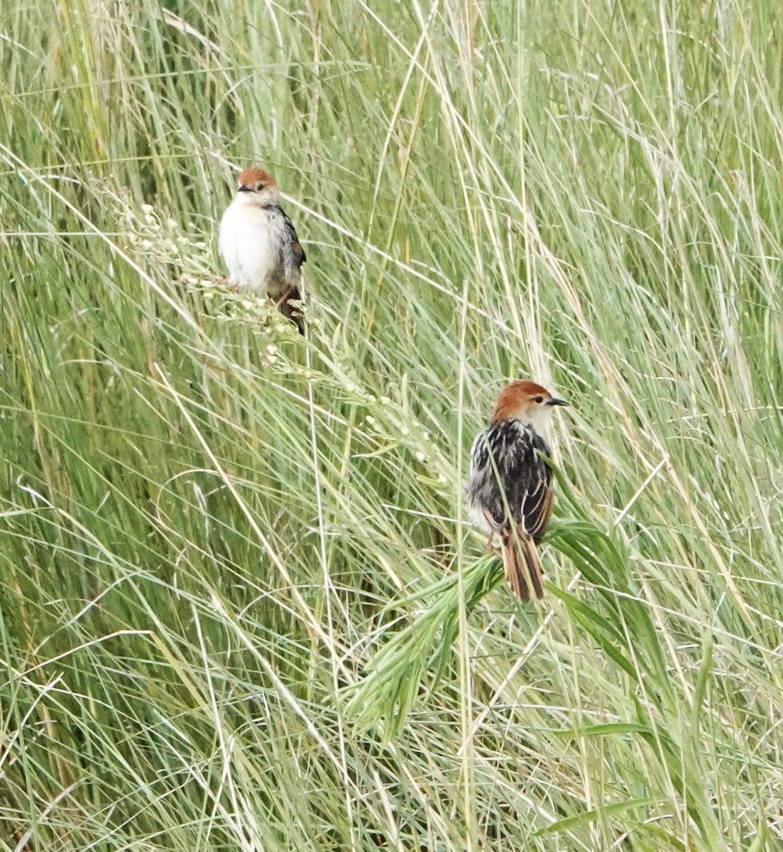 Stout Cisticola - ML620775996