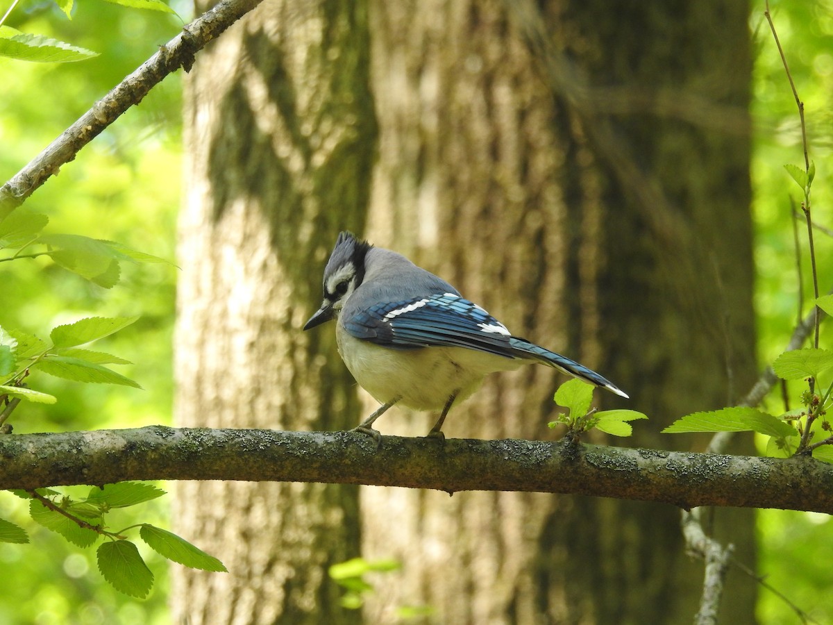 Blue Jay - ML620775997