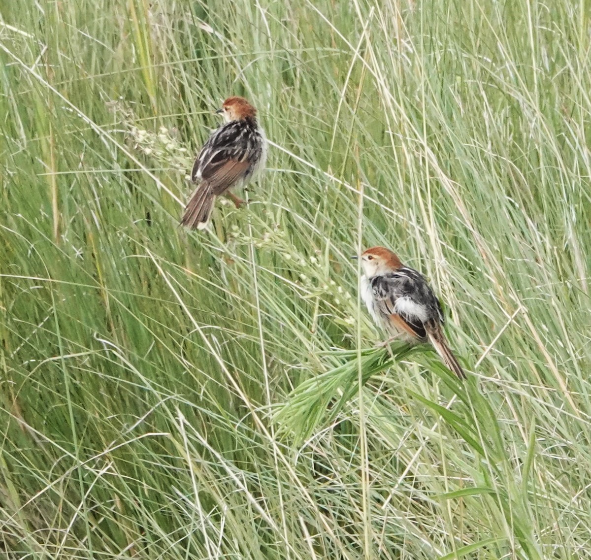 Stout Cisticola - ML620775998