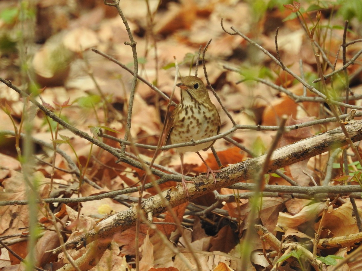 Hermit Thrush - ML620775999