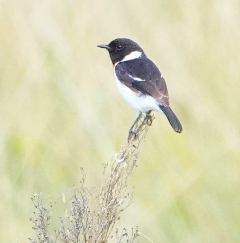 African Stonechat (African) - ML620776003