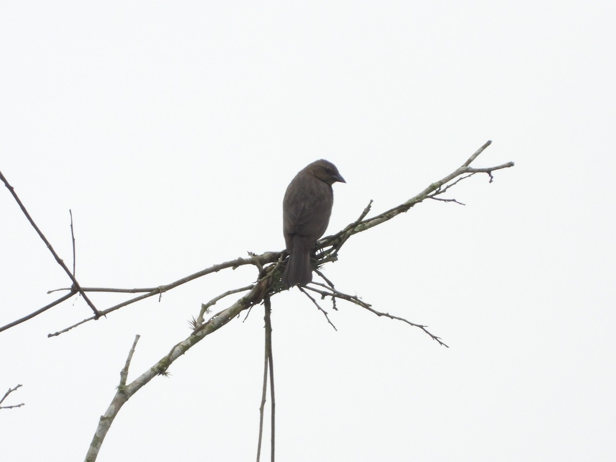 Shiny Cowbird - Manuel Pérez R.