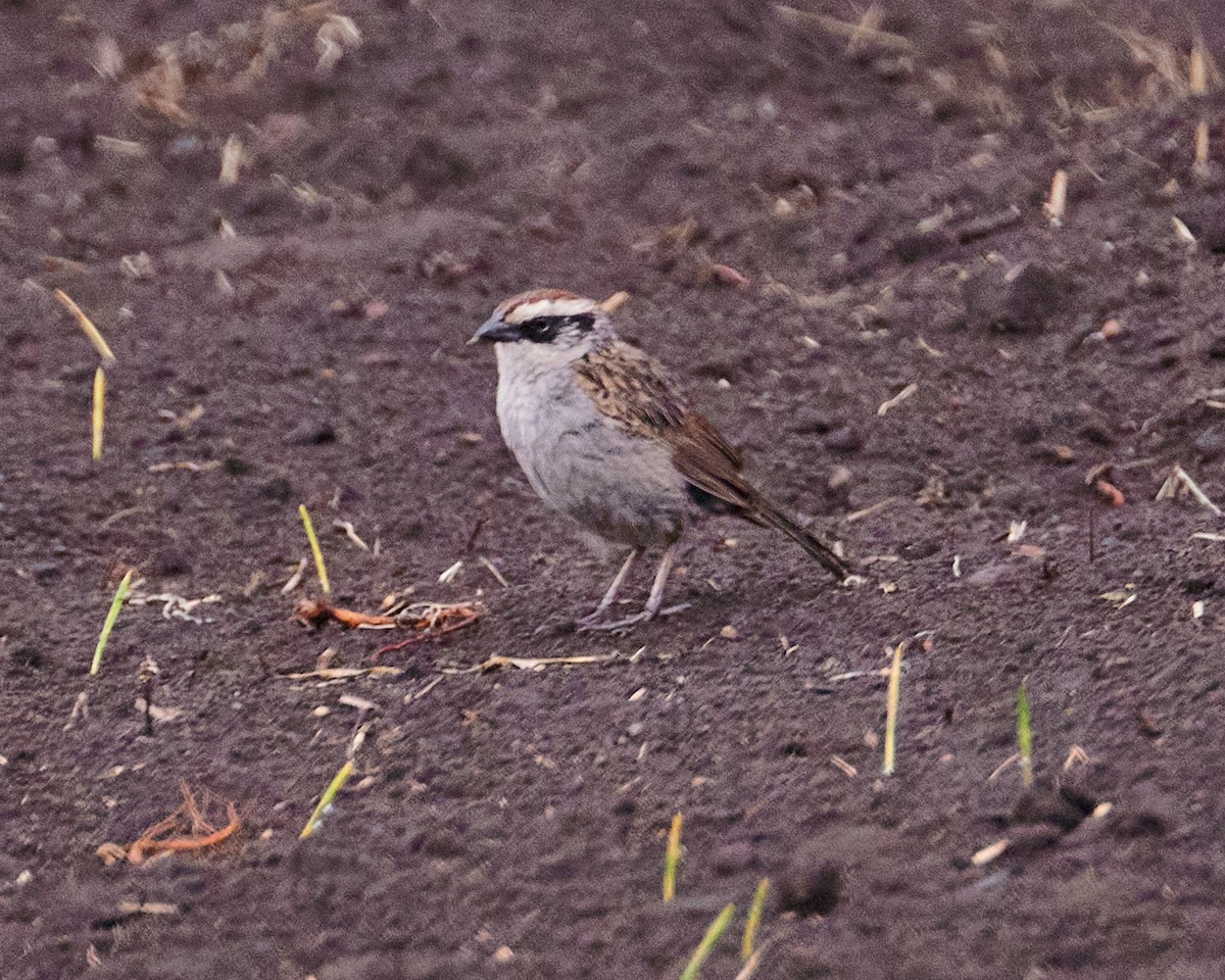 Striped Sparrow - ML620776005