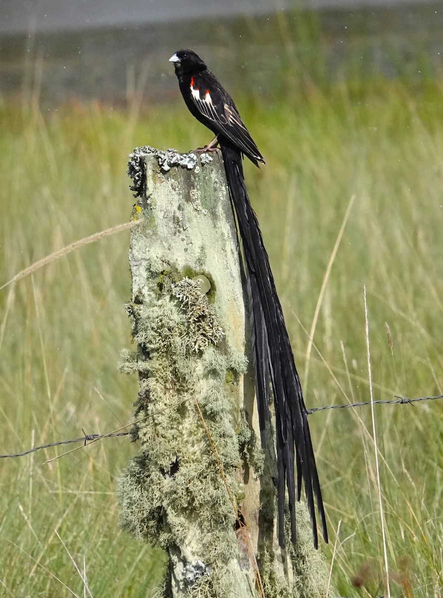 Long-tailed Widowbird - ML620776012