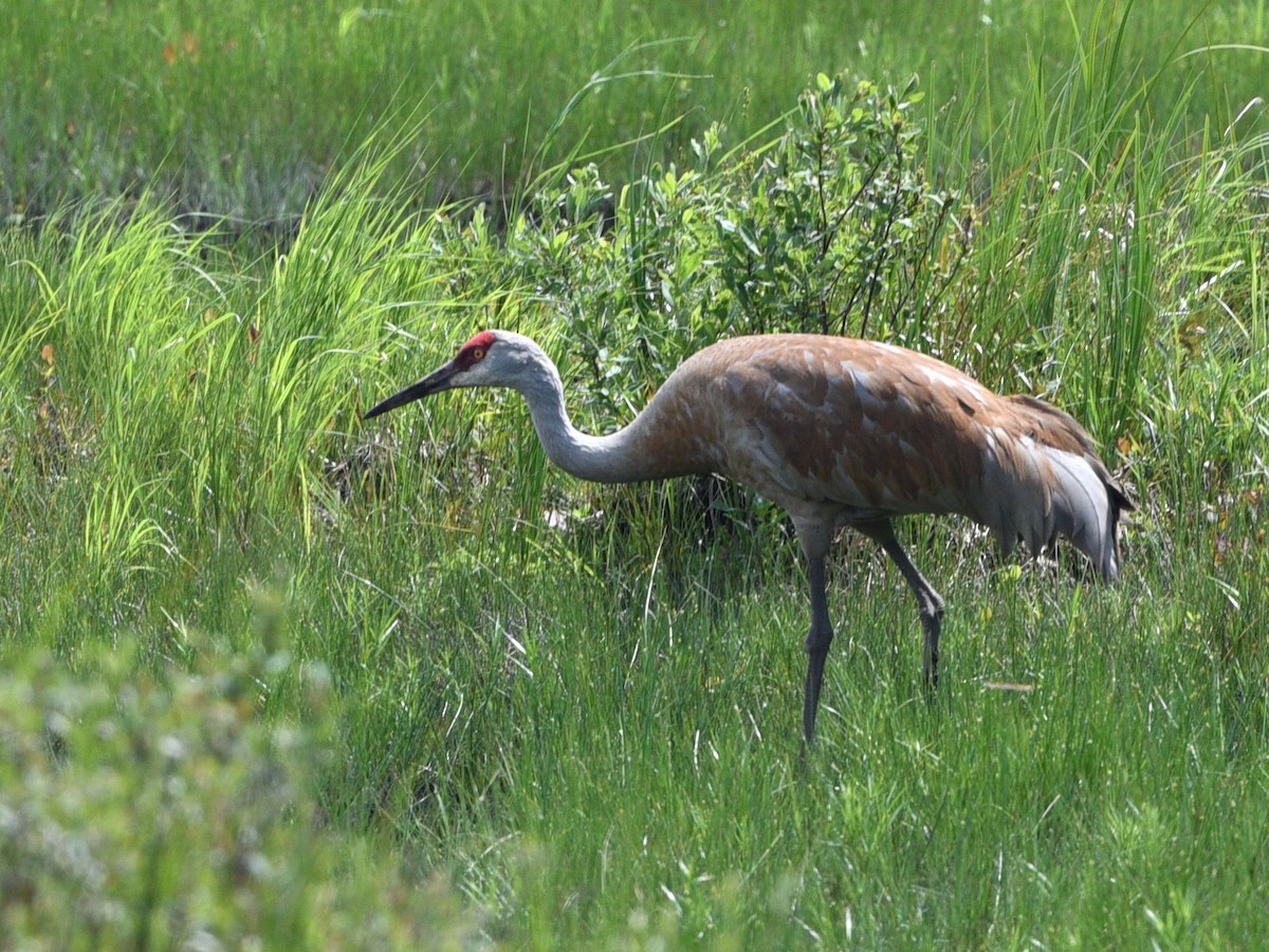 Sandhill Crane - Wendy Hill