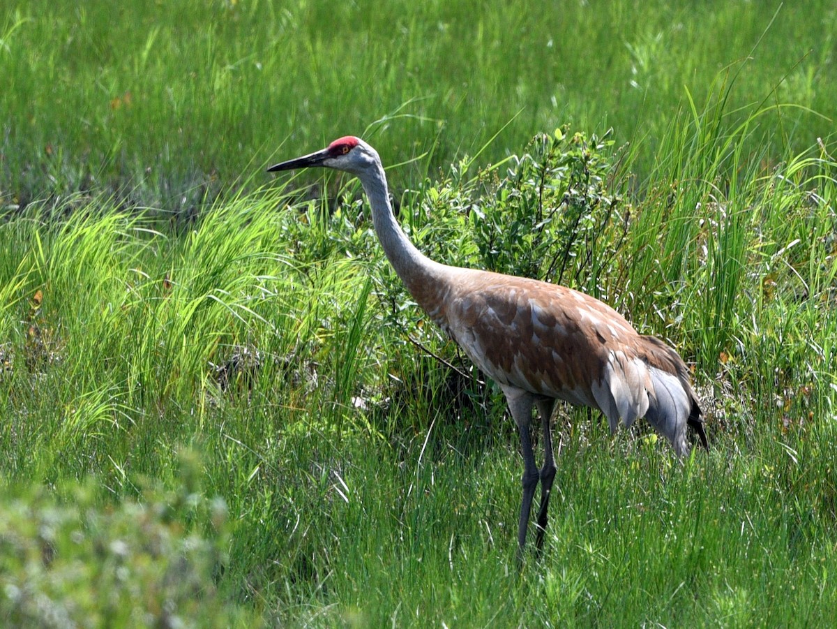 Grulla Canadiense - ML620776017