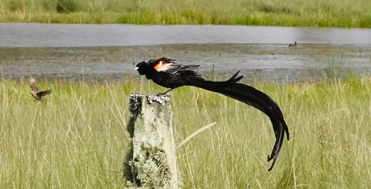 Long-tailed Widowbird - ML620776019