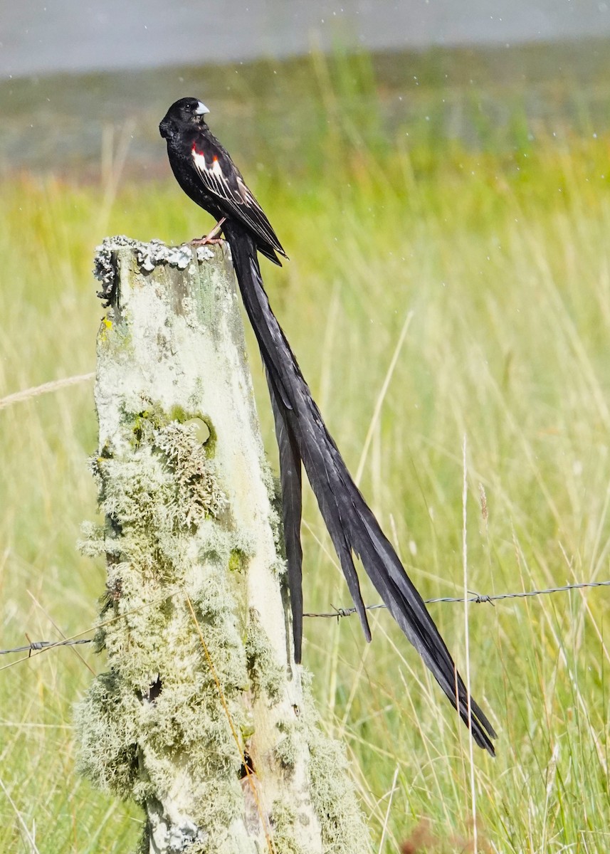 Long-tailed Widowbird - ML620776020