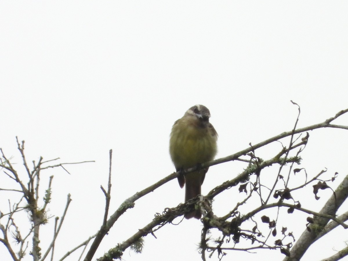 Golden-bellied Flycatcher - Manuel Pérez R.