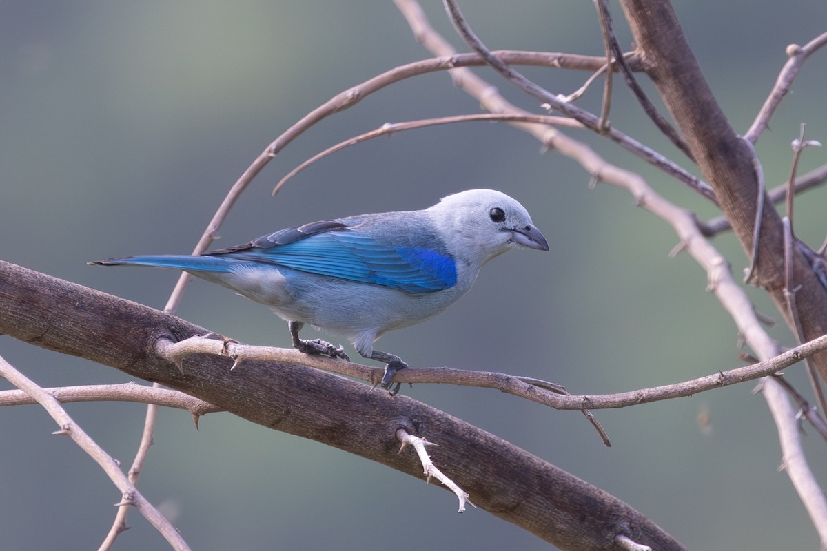 Blue-gray Tanager - ML620776023