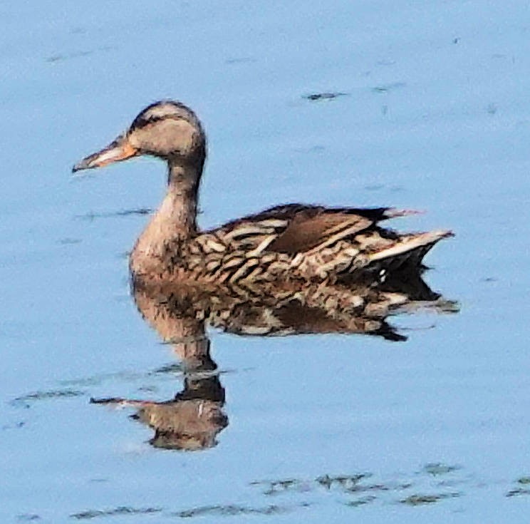 Mallard - Doug Wassmer